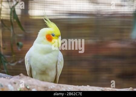 Closeup di un cockatiel lutino, mutazione popolare di colore nell'avicoltura, specie di uccello tropicale dall'Australia Foto Stock