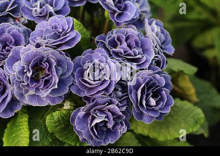 I bellissimi fiori viola pallido di Primula vulgaris 'Belarina Amethyst Ice'. Vista laterale in primo piano, con copyspace a destra. Foto Stock