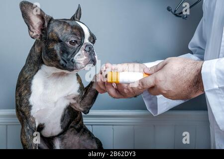 Medico veterinario leccare unghie del cane boston terrier con stetoscopio ritratto Foto Stock