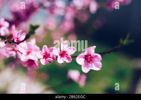Molla di sfondo di confine con il fiore, close-up. Abstract floral background a molla. Blossoms oltre sfocata sullo sfondo della natura/ fiori di primavera/primavera Bac Foto Stock