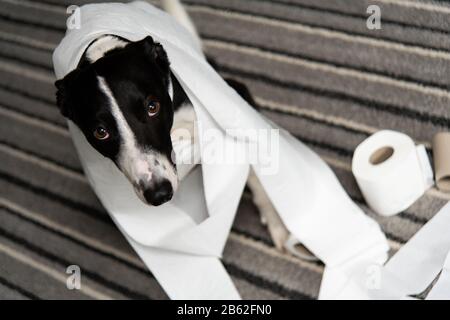 Distruzione domestico dell'animale domestico sul pavimento della camera da letto con un certo pezzo di carta igienica in rotolo. PET Care foto astratta. Grande cane colpevole con faccia divertente. Foto Stock