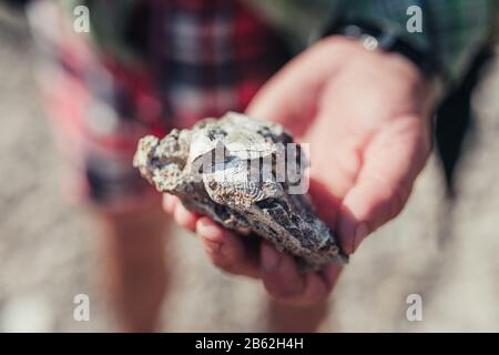 Paleontologo o geologo che tiene in pietra minerale della mano. Foto Stock