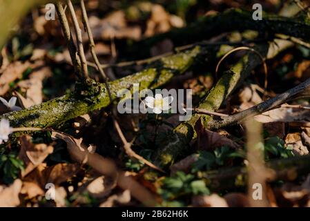 Prima primavera fiori. Anemone europeo (anemone innevato) Foto Stock