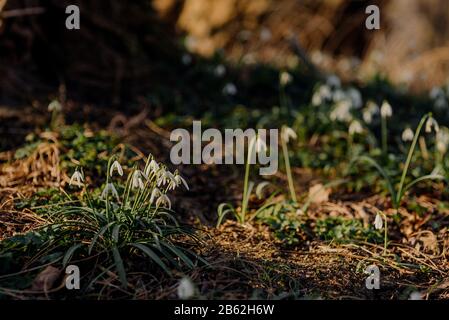 Primo piano raccolta di freschi innevati di primavera, Galanthus nivalis fiore. Foto Stock