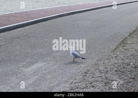 Una caccia al gabbiano per il cibo lungo la spiaggia e marciapiedi alla Yorktown Beach in Virginia. Foto Stock