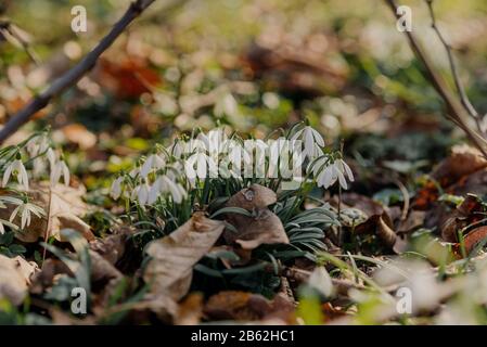 Snowdrop o comune (snowdrop Galanthus nivalis) Fiori Foto Stock