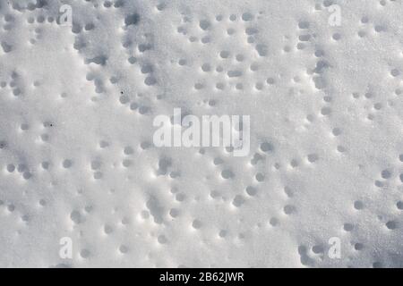 Struttura della neve dei fori dalla scongelamento della molla Foto Stock