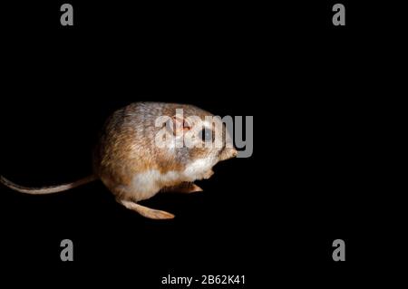 Il ratto di canguro di Merriam (Dipodomys merriami) nativo del deserto di sonora, della Baja California e del Messico settentrionale su sfondo nero Foto Stock