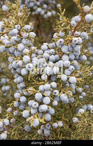 un grande gruppo di bacche di ginepro che crescono su un albero Foto Stock