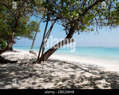 Oceano Indiano Sulle Isole Maldive. Vista Attraverso Gli Alberi. Foto Stock