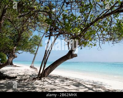 Oceano Indiano Sulle Isole Maldive. Vista Attraverso Gli Alberi. Foto Stock