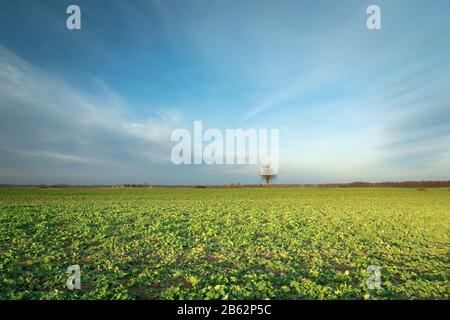 Un enorme campo di barbabietole verdi e nuvole astratte sul cielo Foto Stock