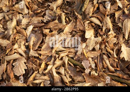 Foglie di colore marrone secco giacenti a terra Foto Stock