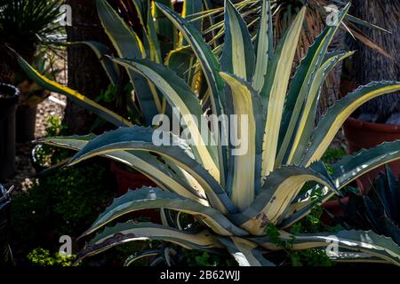 giardino asciutto con piante di agave in vaso bassa manutenzione, giardino mediterraneo Foto Stock