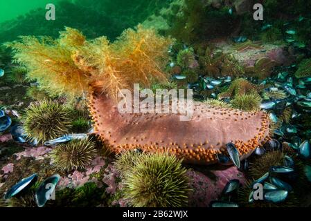 Cetrioli marini con piedi arancioni sott'acqua nel fiume San Lorenzo Foto Stock