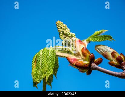 Fiore di castagno cavallo in primavera Foto Stock