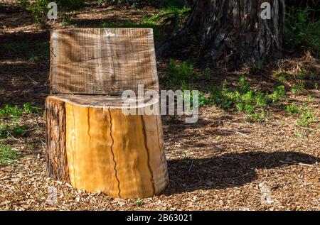 whimsical sedile in legno intagliato da un grande moncone di albero nella foresta in una giornata di sole con spazio copia Foto Stock