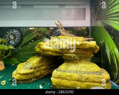 Orlando, FL/USA-3/7/20: Un Gecko in piedi su una roccia in un acquario con. Sfondo sfocato in vendita in un supermercato Petsmart, Foto Stock