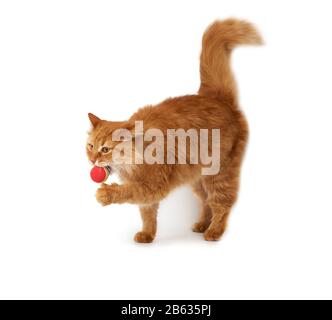 adulto lanuginoso gatto rosso gioca con una palla rossa, animale carino isolato su uno sfondo bianco Foto Stock