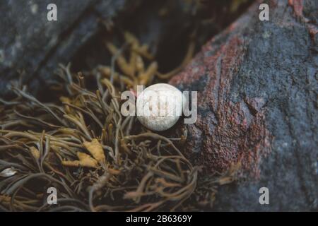 Un guscio di lumaca con erba di mare sulle rocce Foto Stock