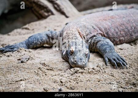 Komodo Dragon varanus nello zoo di Praga disteso pigro Foto Stock