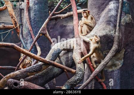 Due macachi divertente comunicare con l'uso di espressioni facciali sviluppate e gesti, il concetto di emozioni umane negli animali Foto Stock