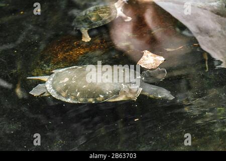 Stagno Turtle nuotare nel fiume in condizioni naturali Foto Stock