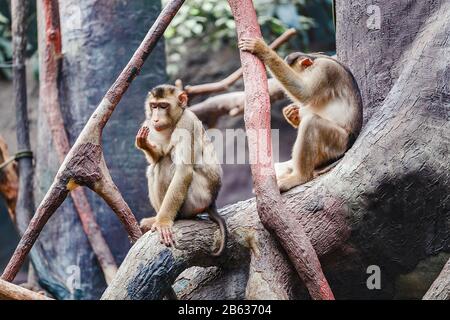 Due macachi divertente comunicare con l'uso di espressioni facciali sviluppate e gesti, il concetto di emozioni umane negli animali Foto Stock