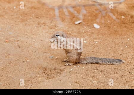 Ground Squirel mangiare nello zoo Foto Stock