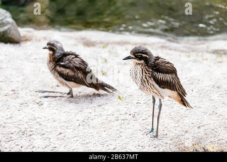 Piccoli uccelli acquatici rari con divertenti lunghe gambe e ridicolo stare Foto Stock