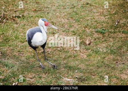 Wattled Crane Bugeranus carunculatus è un grosso uccello con inusuali crescite Cutanee rosse Foto Stock