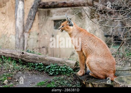 Primo piano di gatto selvatico caracale in zoo Foto Stock