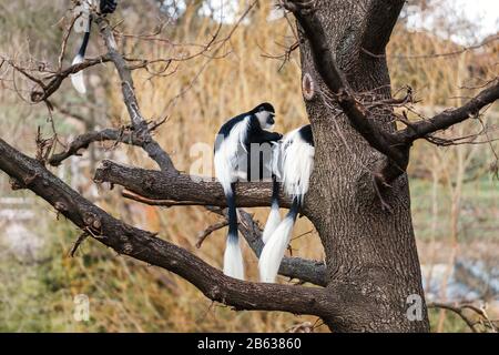 Una truppa di guereza Insoddisfatti scimmie Colobus guereza sull'albero Foto Stock