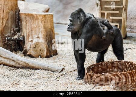 Gorilla madre con il suo bambino cib sul retro nello Zoo di Praga Foto Stock