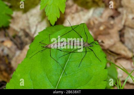 Lago Balsam, Wisconsin. Un paio di giant Crane Flies, Tipula abdominalis, accoppiamento su una foglia. Foto Stock