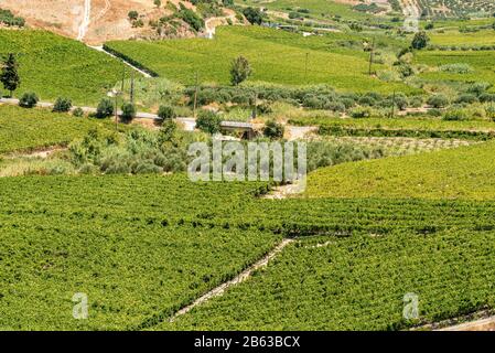 Panoramica unica vista aerea di Archanes regione rurale paesaggio. Il verde dei prati, uliveti e vigneti, in primavera. Heraklion, Creta, Grecia. Foto Stock