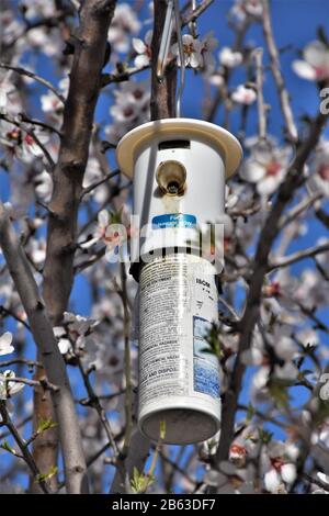 Trappola di bug volanti nelle fioriture di alberi di mandorle in California in primavera per la cattura e il conteggio dei parassiti che vola Foto Stock