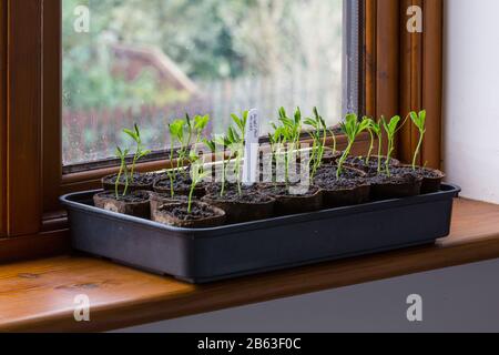 Piantine di piselli dolci che crescono su un davanzale. Foto Stock