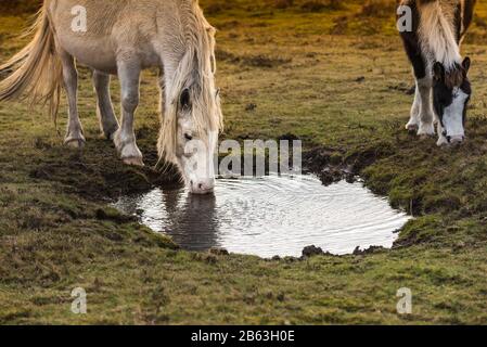 Wild Bodmin pony di pascolare su Goonzion Downs su Bodmin Moor in Cornovaglia. Foto Stock