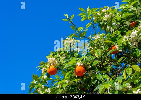 Albero arancione con fiori e arance in Portogallo, su cielo blu Foto Stock