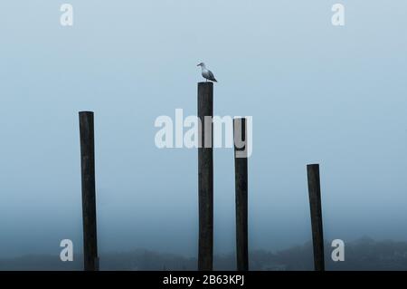 Un gabbiano solitario è appollaiato su un palancole di legno in una giornata nebbiosa a Gloucester, Massachusetts. Ci sono quattro pilings in vista a varie altezze. Foto Stock