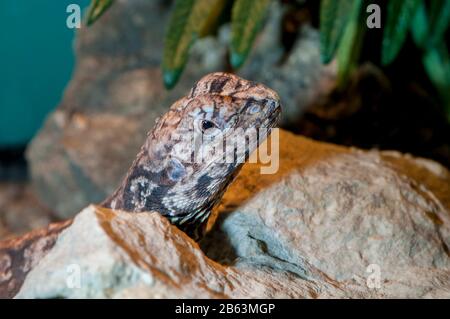 Owatonna, Minnesota. Rettile E Anfibi Discovery Zoo. Drago Frillato, Kingii Di Chlamydosaurus. Foto Stock