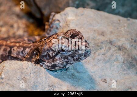 Owatonna, Minnesota. Rettile E Anfibi Discovery Zoo. Drago Frillato, Kingii Di Chlamydosaurus. Foto Stock