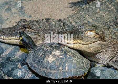 Owatonna, Minnesota. Rettile E Anfibi Discovery Zoo. Due alligatori americani di 13 anni, Alligator missisippiensis riposante sulla tartaruga. Foto Stock