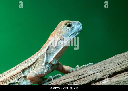 Owatonna, Minnesota. Rettile E Anfibi Discovery Zoo. Farfalla Agama, Leiolepis Belliana. Foto Stock