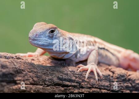 Owatonna, Minnesota. Rettile E Anfibi Discovery Zoo. Farfalla Agama, Leiolepis Belliana. Foto Stock