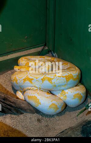 Owatonna, Minnesota. Rettile E Anfibi Discovery Zoo. Python Reticolato, Python Reticulatus. Foto Stock