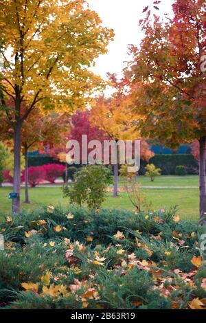 Alberi di acero caduti su cespugli verdi. Foto Stock
