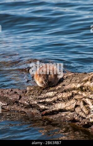 Vadnais Heights, Minnesota. Vadnais Lake Regional Park. Muskrat, Ondatra zibethicus feeding on vegetation from the lake. Foto Stock