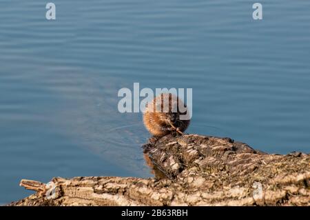 Vadnais Heights, Minnesota. Vadnais Lake Regional Park. Muskrat, Ondatra zibethicus feeding on vegetation from the lake. Foto Stock